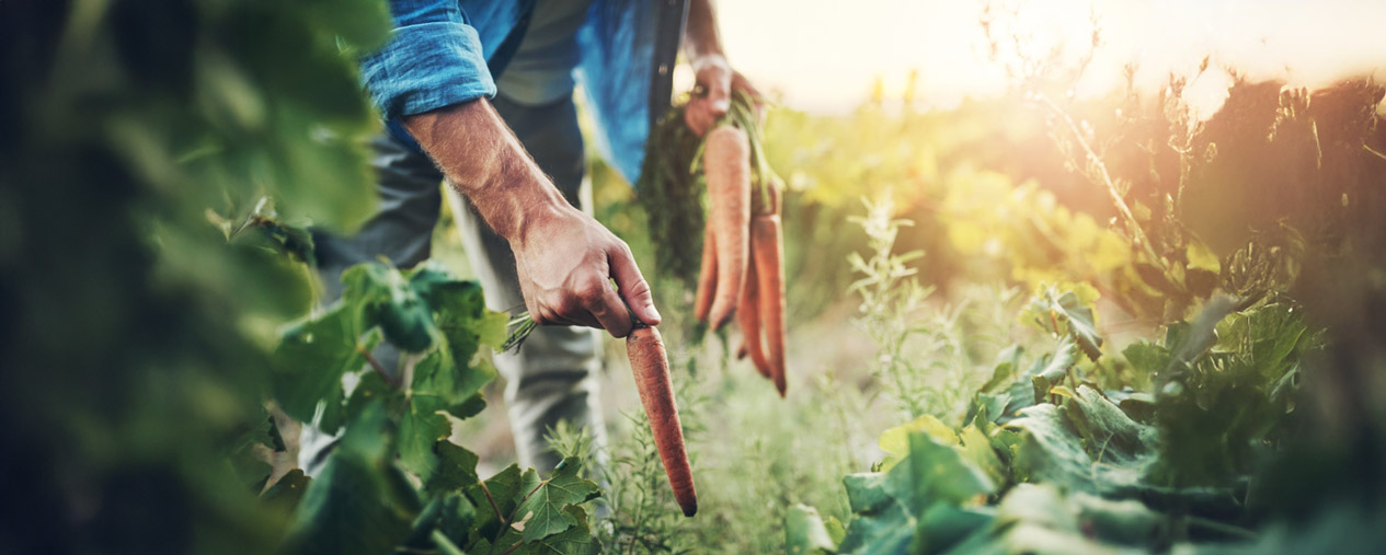 Ręczne zbieranie ekologicznej marchewki na polu w promieniach słońca